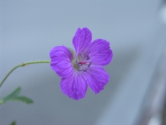 Geranium pratense