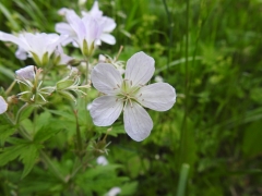 Geranium rivulare