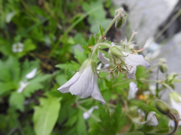 2017-06-11 cima Venegiota e Primula tyrolensis 017