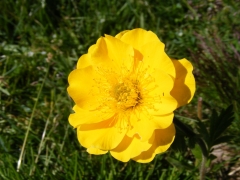 Geum montanum