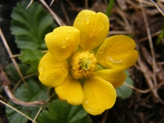 Geum reptans