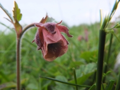 Geum rivale