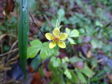 2014-11-01 val vertova 047