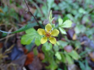 2014-11-01 val vertova 050