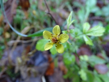 2014-11-01 val vertova 051