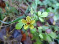 Geum urbanum