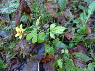 2014-11-01 val vertova 053