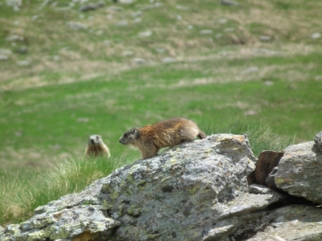 2011-06-12 cervi e marmotte al linge 114
