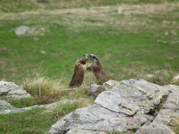 2011-06-12 cervi e marmotte al linge 117