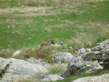 2011-06-12 cervi e marmotte al linge 118