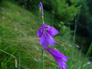 2023-07-05-Caregno-11