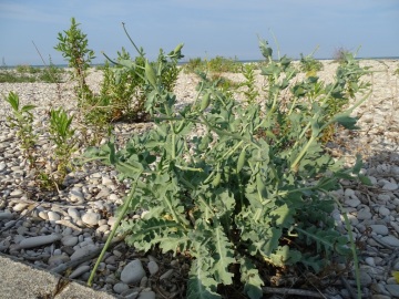 2021-09-06-fiori-Scerne-di-Pineto-11