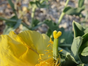 2021-09-06-fiori-Scerne-di-Pineto-73