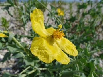 2021-09-08-fiori-Scerne-di-Pineto-11