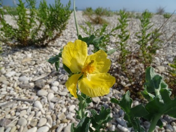 2021-09-08-fiori-Scerne-di-Pineto-12