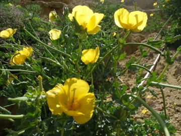 2023-05-28-Castellammare-s.Golfo-101