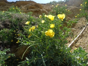 2023-05-28-Castellammare-s.Golfo-103