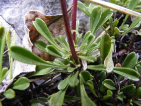 2009-04-19 Corno nero 010
