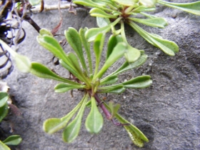 2009-04-19 Corno nero 011