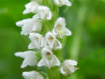 2019-08-08-Goodyera-repens-Carega-13