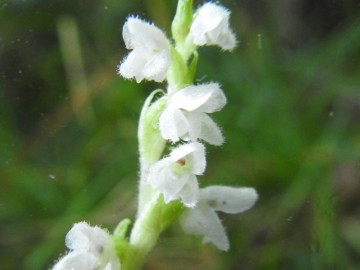 2019-08-08-Goodyera-repens-Carega-14