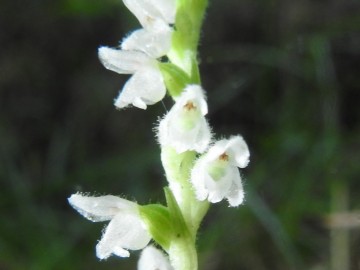 2019-08-08-Goodyera-repens-Carega-15