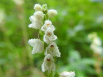 2019-08-08-Goodyera-repens-Carega-16
