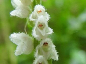 2019-08-08-Goodyera-repens-Carega-17
