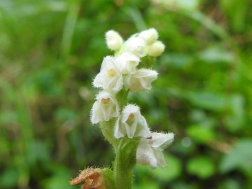 2019-08-08-Goodyera-repens-Carega-18