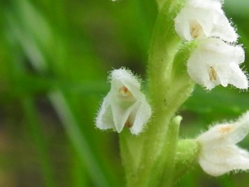 2019-08-08-Goodyera-repens-Carega-19