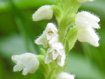 2019-08-08-Goodyera-repens-Carega-20