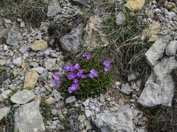 2019-06-08 m.te Grotta Rossa (70)