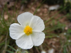 Helianthemum apenninum