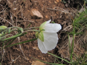 2009-04-19 corno nero vesio 223