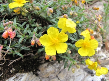 2009-04-19 corno nero vesio 235
