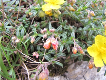 2009-04-19 corno nero vesio 236
