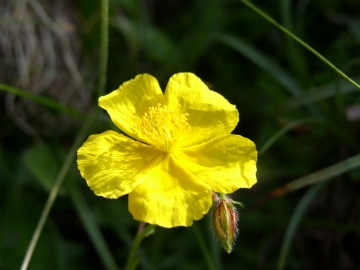 2009-07-24 cima Tombea 235