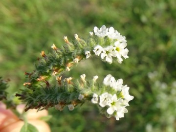 2021-09-06-fiori-Scerne-di-Pineto-47