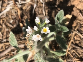 2018-08-31  Heliotropium hirsutissimum  Creta