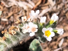 2018-08-31  Heliotropium hirsutissimum  Creta