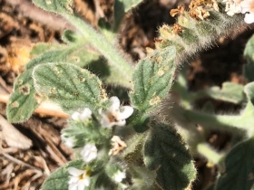 2018-08-31  Heliotropium hirsutissimum  Creta