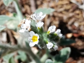 2018-08-31  Heliotropium hirsutissimum  Creta