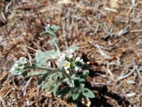 2018-08-31  Heliotropium hirsutissimum  Creta