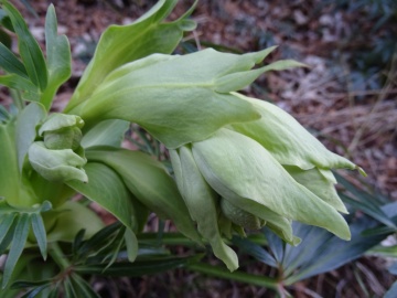 2024-02-03-Magnolini-da-Ceratello-72