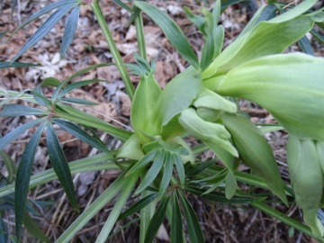 2024-02-03-Magnolini-da-Ceratello-73
