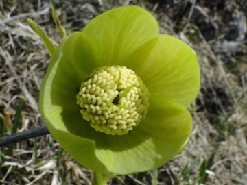 2011-04-03 Cornalba 052