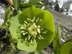 Helleborus viridis