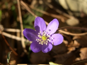 2008-02-12 hepatica nobilis anemone fegatella, s_antonio 061