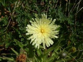 Hieracium intybaceaum passo varadega 06-08-07 (1)