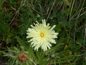 Hieracium intybaceaum passo varadega 06-08-07 (2)